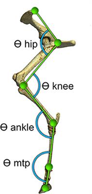 A Comparison of Two-Dimensional and Three-Dimensional Techniques for Kinematic Analysis of the Sagittal Motion of Sheep Hindlimbs During Walking on a Treadmill